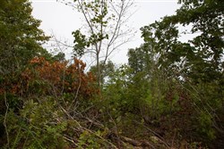 Borgmanns Hollow Phase II Tract 46