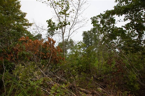 Borgmanns Hollow Phase II Tract 46