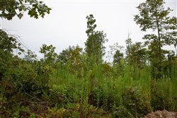 Borgmanns Hollow Phase II Tract 46