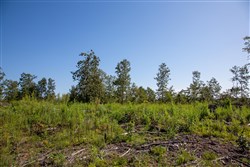 Borgmanns Hollow Phase II Tract 48