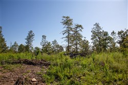 Borgmanns Hollow Phase II Tract 48