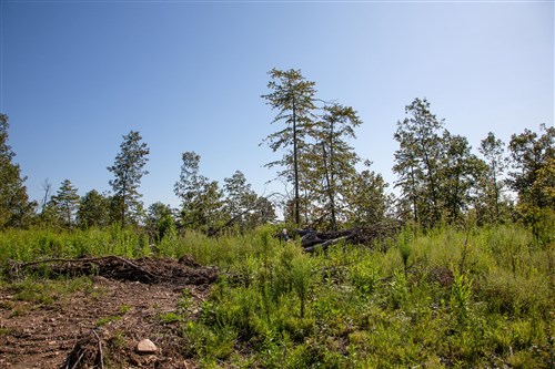 Borgmanns Hollow Phase II Tract 48