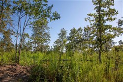 Borgmanns Hollow Phase II Tract 48