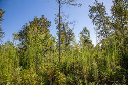 Borgmanns Hollow Phase II Tract 48