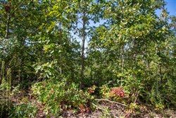 Borgmanns Hollow Phase II Tract 65