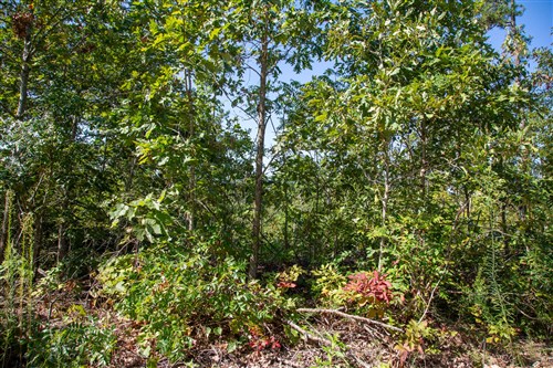 Borgmanns Hollow Phase II Tract 65