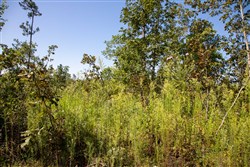 Borgmanns Hollow Phase II Tract 65
