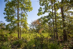 Borgmanns Hollow Phase II Tract 67