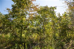 Borgmanns Hollow Phase II Tract 67