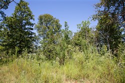 Borgmanns Hollow Phase III Tract 73