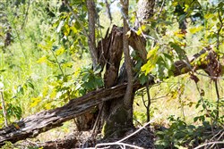 Borgmanns Hollow Phase III Tract 73