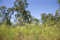 Borgmanns Hollow Phase III Tract 73