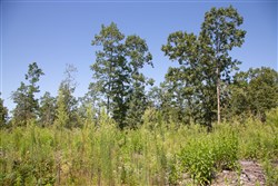 Borgmanns Hollow Phase III Tract 73