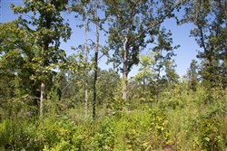 Borgmanns Hollow Phase III Tract 77
