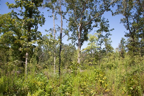 Borgmanns Hollow Phase III Tract 77