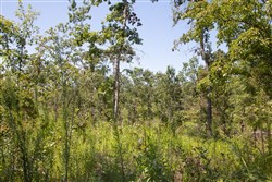 Borgmanns Hollow Phase III Tract 77