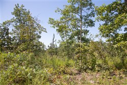 Borgmanns Hollow Phase III Tract 77