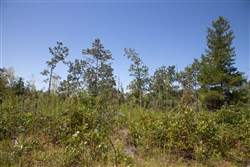 Borgmanns Hollow Phase III Tract 77