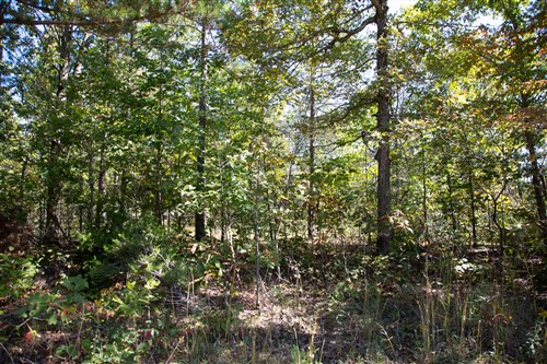 Borgmanns Hollow Phase III Tract 95