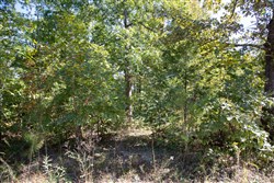 Borgmanns Hollow Phase III Tract 95