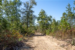 Borgmanns Hollow Phase IV Tract 103