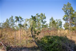 Borgmanns Hollow Phase IV Tract 103