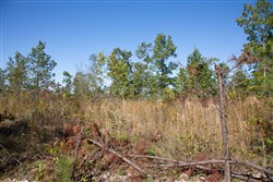 Borgmanns Hollow Phase IV Tract 103