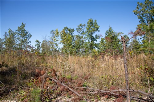 Borgmanns Hollow Phase IV Tract 103