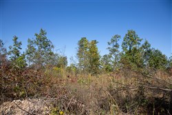 Borgmanns Hollow Phase IV Tract 103