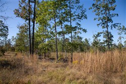 Borgmanns Hollow Phase IV Tract 106