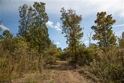 Borgmanns Hollow Phase IV Tract 116