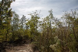 Borgmanns Hollow Phase IV Tract 116