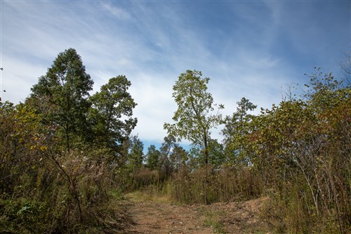 Borgmanns Hollow Phase IV Tract 116