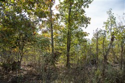 Borgmanns Hollow Phase IV Tract 116