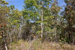 Borgmanns Hollow Phase IV Tract 116