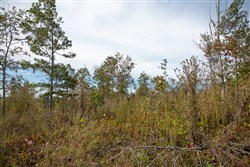 Borgmanns Hollow Phase IV Tract 119