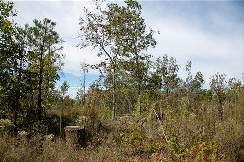 Borgmanns Hollow Phase IV Tract 119