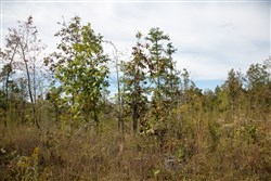 Borgmanns Hollow Phase IV Tract 119