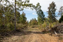 Borgmanns Hollow Phase IV Tract 120