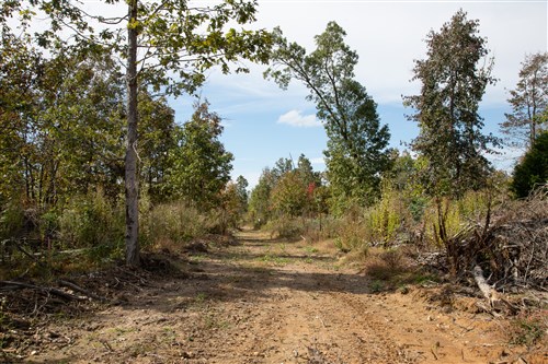 Borgmanns Hollow Phase IV Tract 120
