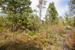 Borgmanns Hollow Phase IV Tract 120