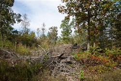 Borgmanns Hollow Phase IV Tract 120