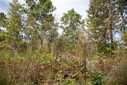 Borgmanns Hollow Phase IV Tract 120