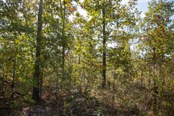 Borgmanns Hollow Phase IV Tract 125