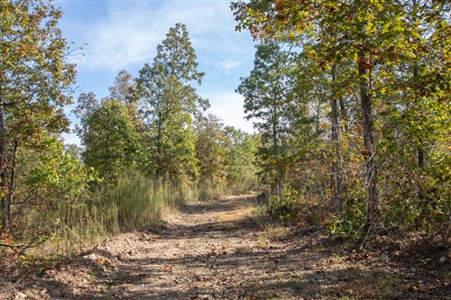 Borgmanns Hollow Phase IV Tract 125