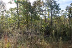 Borgmanns Hollow Phase IV Tract 125