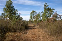 Borgmanns Hollow Phase IV Tract 125