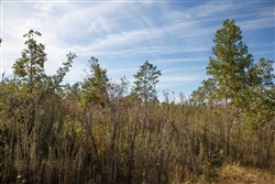 Borgmanns Hollow Phase IV Tract 125