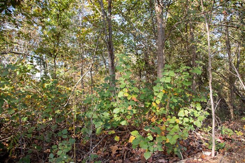 Borgmanns Hollow Phase IV Tract 126