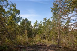 Borgmanns Hollow Phase IV Tract 126